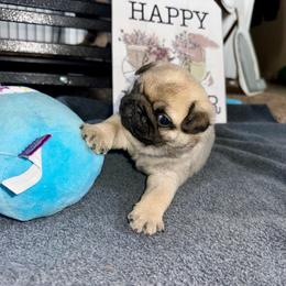 Blue - Fawn male Pug puppy in Baylis, Illinois from Cameo's Pugs