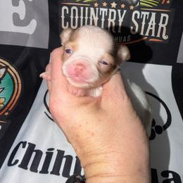 Crew - Merle male Chihuahua puppy in Palmyra, Indiana from Country Star Chihuahuas