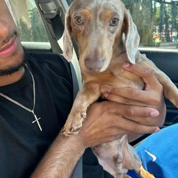 Prince - Dachshund