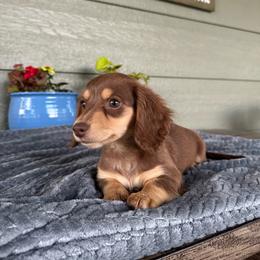 Dolly - Chocolate and tan female Dachshund puppy in Stilwell, Oklahoma from B & K Dachshunds
