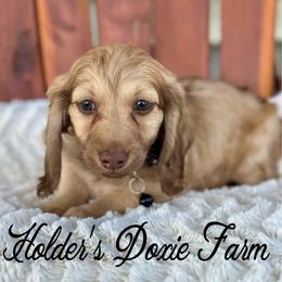 Oslo-1800 - Cream male Dachshund puppy in Atwood, Oklahoma from Holder’s Doxie Farm
