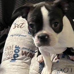 Boston Terriers from Bandloki Boston Terrier
