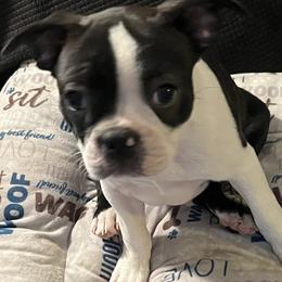 Boston Terriers from Bandloki Boston Terrier
