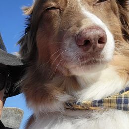 Miniature American Shepherds from Bean Acres