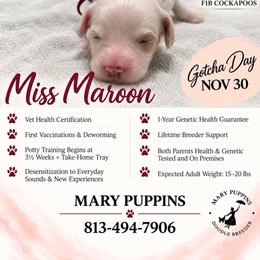 Mr Maroon - Buff and white male Cockapoo puppy in Tampa, Florida from Mary Puppins