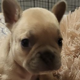 French Bulldogs from Wilkson's French Bulldogs