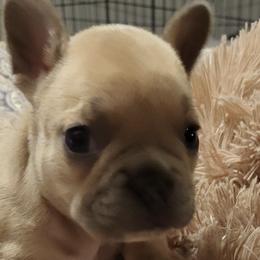 French Bulldogs from Wilkson's French Bulldogs