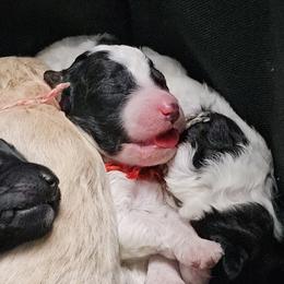 Aussiedoodle, Goldendoodle, and Labradoodle Puppies from Shire Sites & Dams