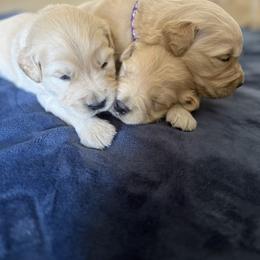 Girl pup 3 - Light golden female Golden Retriever puppy in San Jacinto, California from Golden Retriever Puppy Bliss
