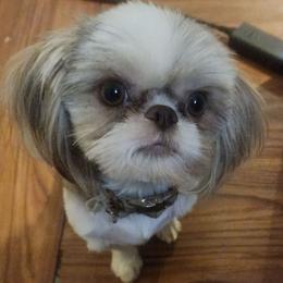 Pretty Paws - Shih Tzu