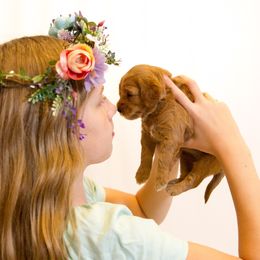 Goldendoodle Puppies from Dean Doodles