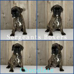 Chocolate - Brindle male Boxer puppy in Madisonville, Texas from Sergeant's Boxers
