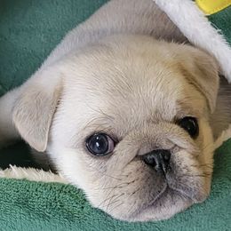 Pugs from Kapelac's Royal Pugs