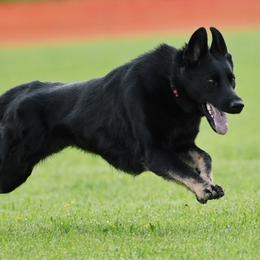 German Shepherds from T'S SHEPHERDS