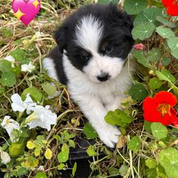 Pink Collar - Black tri-color female Australian Shepherd puppy in Stayton, Oregon from Russell Ranch Aussies