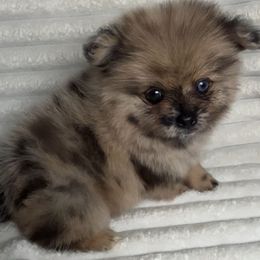 Prince - Blue merle male Pomeranian puppy in Hughes Springs, Texas from Hughes Springs Tx Poms