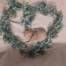 Brown Male - Yellow male Labrador Retriever puppy in Briggsdale, Colorado from LC Hunting Labs, LLC.