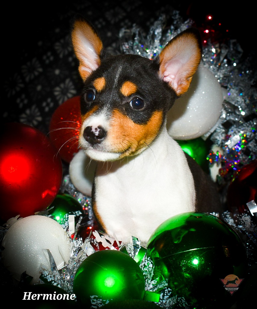 Hermione - Tri-color female Basenji puppy in San Diego, California from Triforce Basenjis
