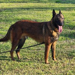 Malu - Belgian Malinois