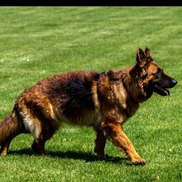 Nova - German Shepherd