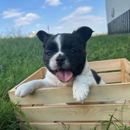 Skunk - Brindle and white female French Bulldog puppy in Pembroke, Kentucky from Presidential Frechies