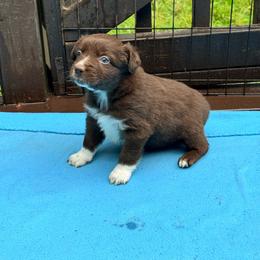 Copper - Red & white male Australian Shepherd puppy in Yelm, Washington from Country Rose Australian Shepherds