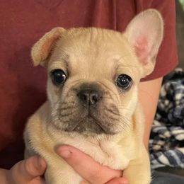 French Bulldogs from 77 Farm