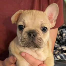 French Bulldogs from 77 Farm