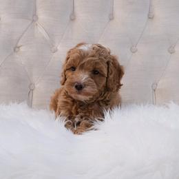 Australian Labradoodle Puppies from New England Labradoodles