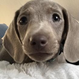 Dachshund Puppies from De Blue Dachshunds