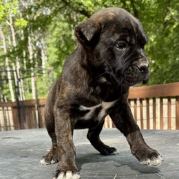 Cane Corso Puppies from Better Than You Cane Corso’s