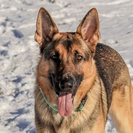 German Shepherds from SeaJay Shepherds