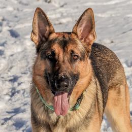 German Shepherds from SeaJay Shepherds