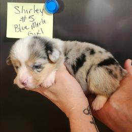 Shirley girl 5 - Blue merle and white female American Corgi puppy in Hampton, Tennessee from TC Farms Stock Dogs - Miniature Australian Shepherds