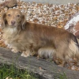 Dachshunds from Hart of Doxie