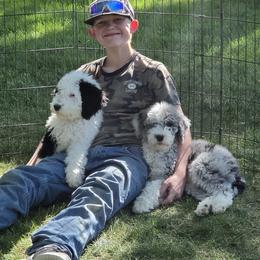 Sheepadoodle Puppies from My Sheepadoodle