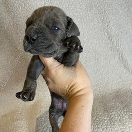 Great Dane Puppies from Parker's Great Danes