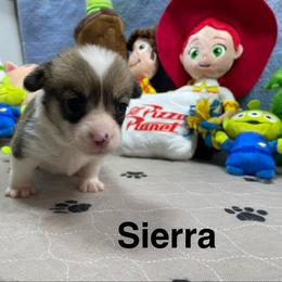Sierra - Red female Pembroke Welsh Corgi puppy in Apison, Tennessee from Ashmore Corgis