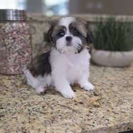 Cooper - Brindle and white male Shih Tzu puppy in Kings Mountain, North Carolina from Britany's Shih Tzus