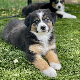 Magnolia - Black tri-color female Australian Shepherd puppy in Salinas, California from AA Aussies