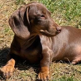 Teddy - Chocolate male Dachshund puppy in Salem, Oregon from Ide's of March Dachshunds