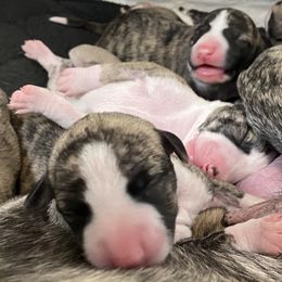 Girl 2 - Fawn brindle female Whippet puppy in Coventry, Rhode Island from Aristaios Farms