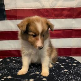 Dodger - Sable merle and white male Shetland Sheepdog puppy in Altha, Florida from Hill Top Shelties