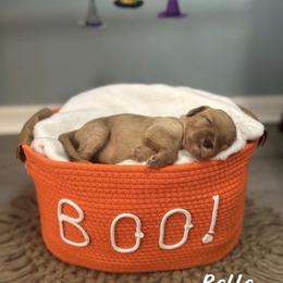 Belle - Red  female Goldendoodle puppy in Siesta Key, Florida from Siesta Key Doodles