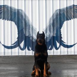 Finn - Beauceron