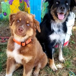 Australian Shepherd Puppies from Majestic Skyes Aussies