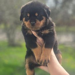 Female 1 Vom Jager Haus - Black and mahogany female Rottweiler puppy in Reynoldsburg, Ohio from Vom Jager Haus Rottweilers
