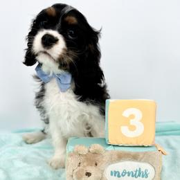NEBL3 Heart Gene Carrier Levi - Tri-color male Cavalier King Charles Spaniel puppy in Louisville, Kentucky from Ali-Mae Cavalier King Charles Spaniels