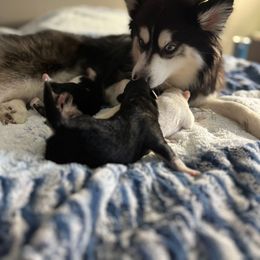 Pomsky Puppies from Sugar Maple Pomskies