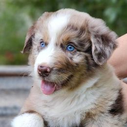 Australian Shepherds from Zia Country Aussies